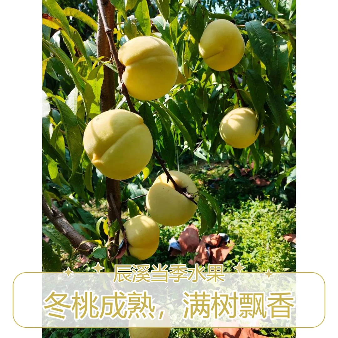 辰溪冬桃（黄桃类）【精品果王】（顺丰包邮）