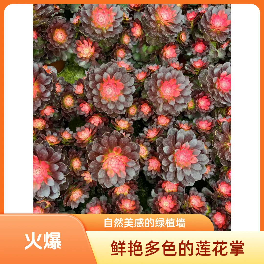 ［孔雀锦法师］新手好养 （满15包邮）佳佳乐多肉