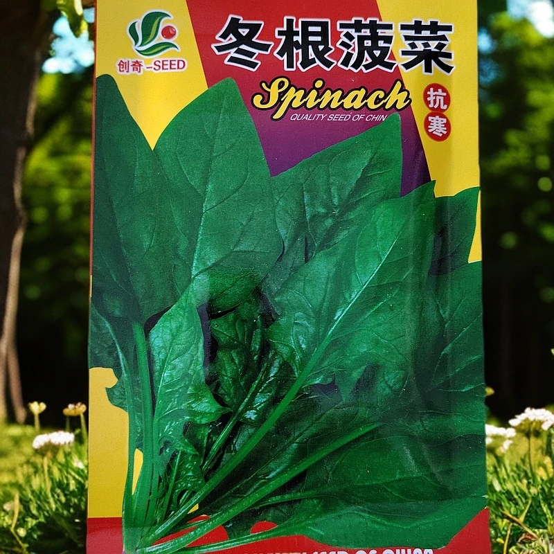 冬根菠菜籽拍一发二