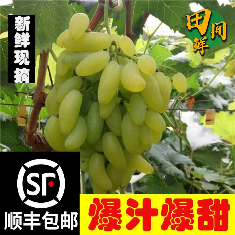 （助农）正宗平度大泽山金手指葡萄新鲜现摘汁甜回香