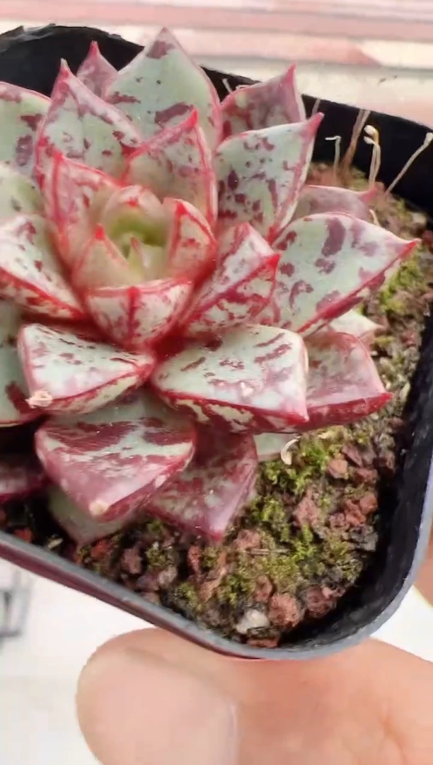 【闪购商品】新-98