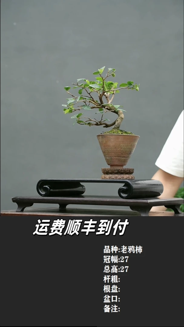 4 老鸦柿