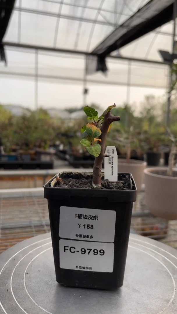 扦插埃皮娜FC-9799