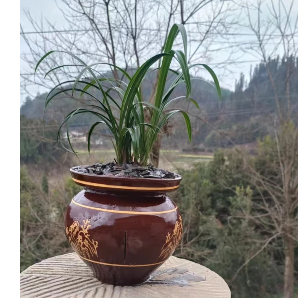 兰花兰草品种春兰，蕙兰，春剑，送春，豆瓣兰，蜜蜂兰，四季兰，等