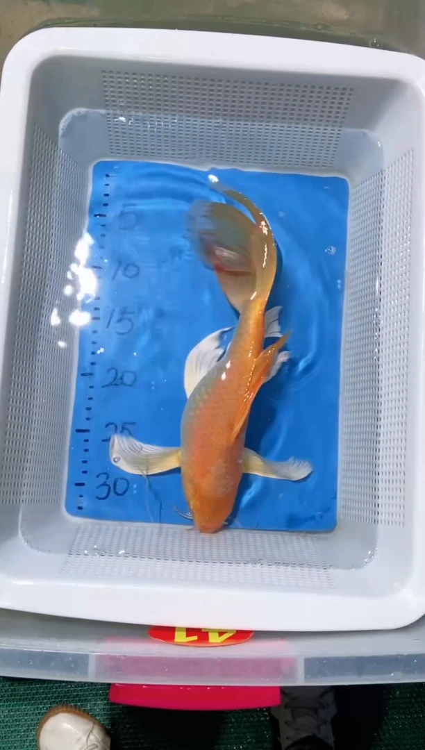 锦鲤锦鲤蝴蝶鲤鱼拍开箱视频包售后轻微歪嘴