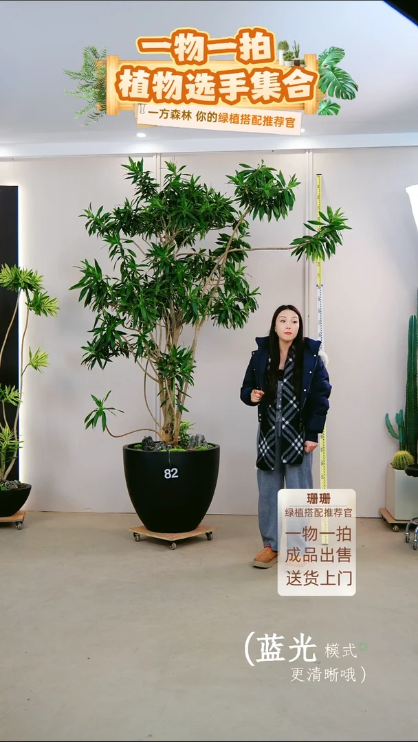 无花朵娟百合竹带盆成品一整套送货上门