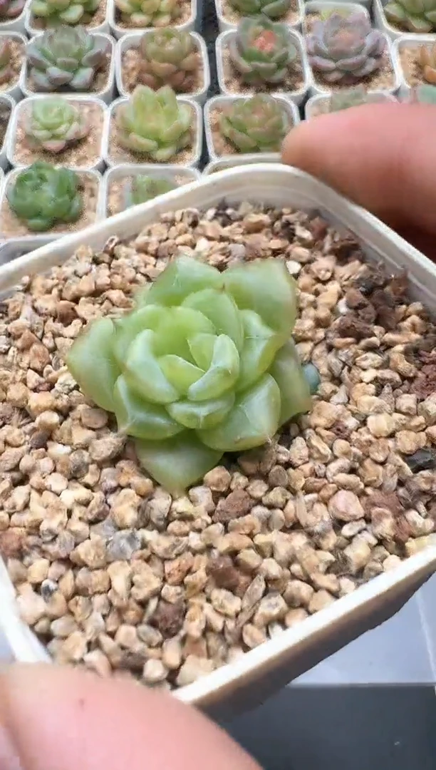 717D云禹多肉植物 带盆土纸巾打包 3颗包邮