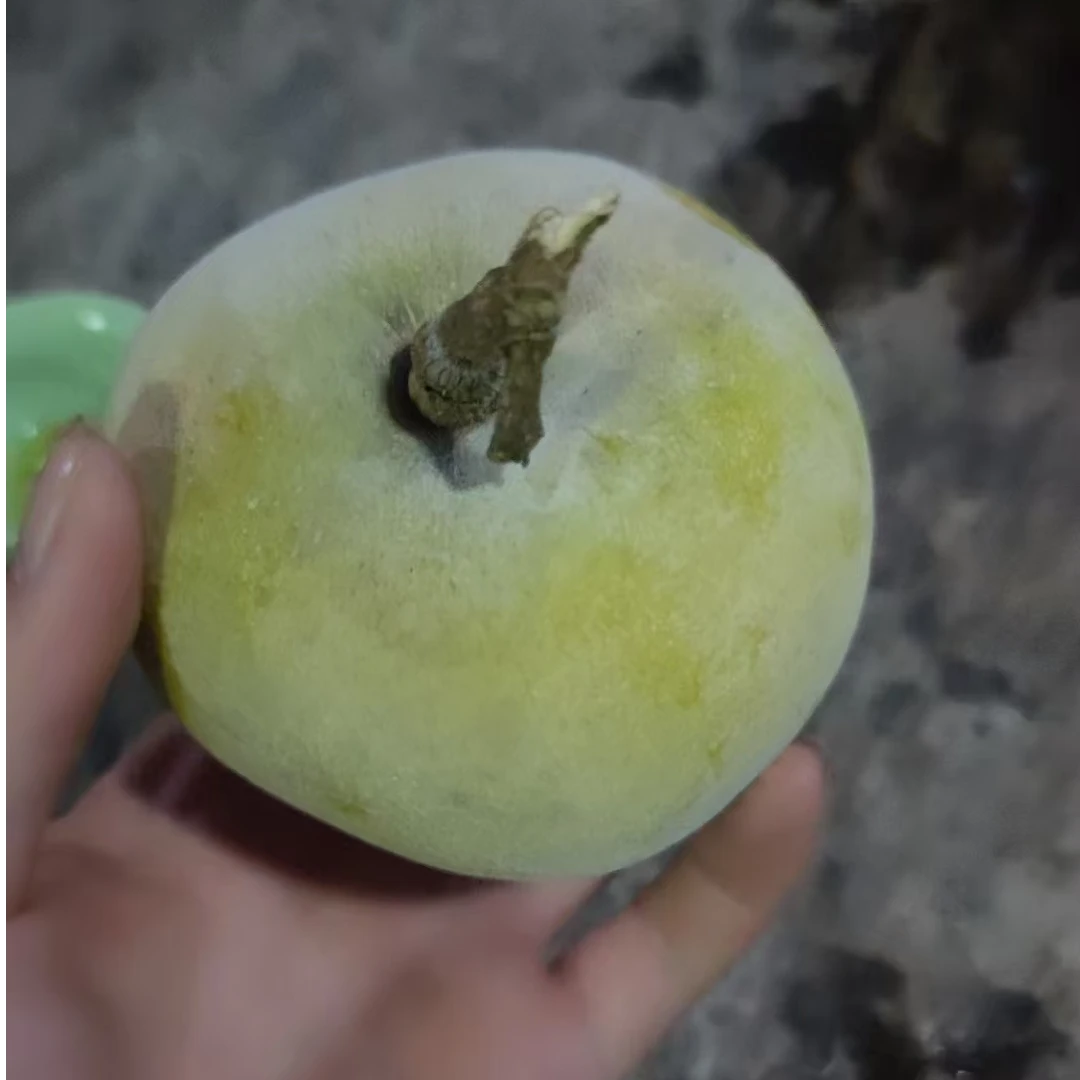 连茂精选绿植 18~488链接