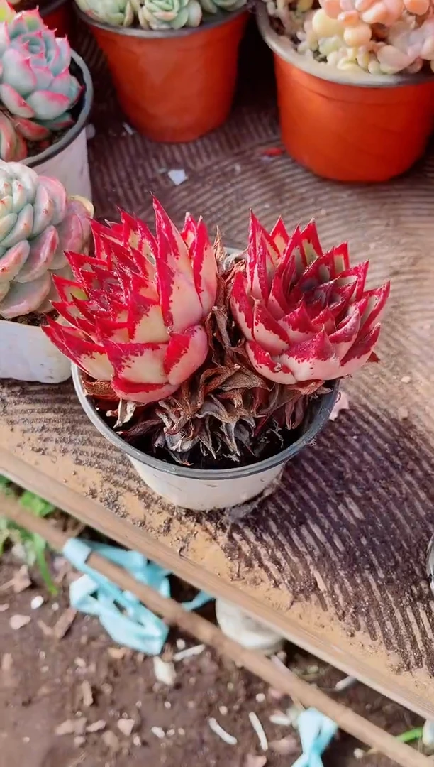 兰**l跃跃精品多肉01070