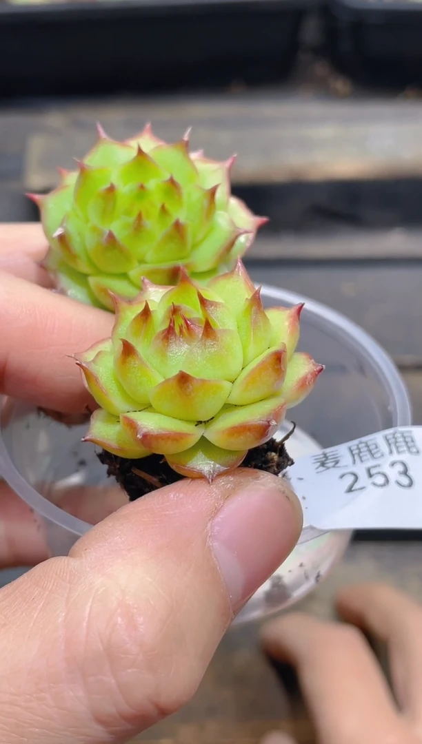 253孤品海胆     量拍2颗