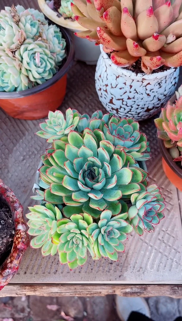 20108多肉植物一物一拍