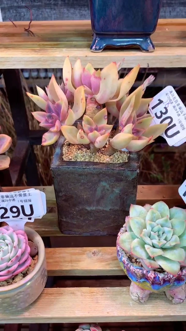 130U（一物一拍实付满28发货，默认不带盆土）