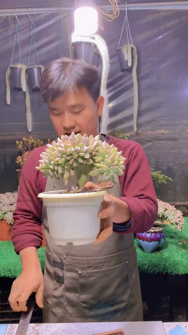 127淡雪缀化一物一拍