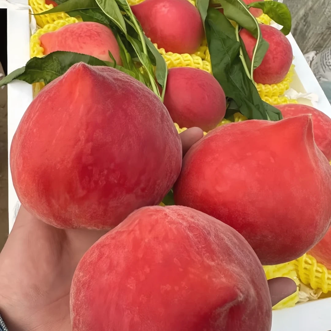 春雪水蜜桃*2头装 G河北省