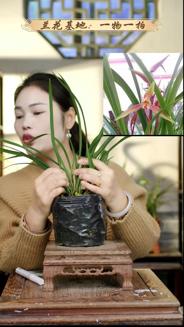 完全开放寒兰彩霞仙子