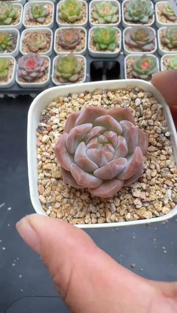 688E云禹多肉植物 带盆土纸巾打包 3颗包邮