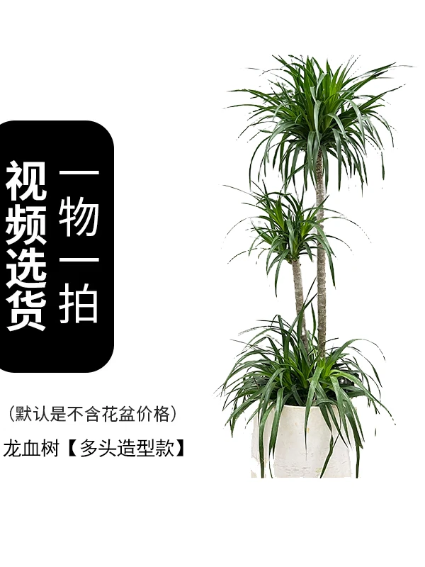 龙血树【一物一拍】黑金刚橡皮树黄金榕树棕竹富青铁大号摆件龙须树