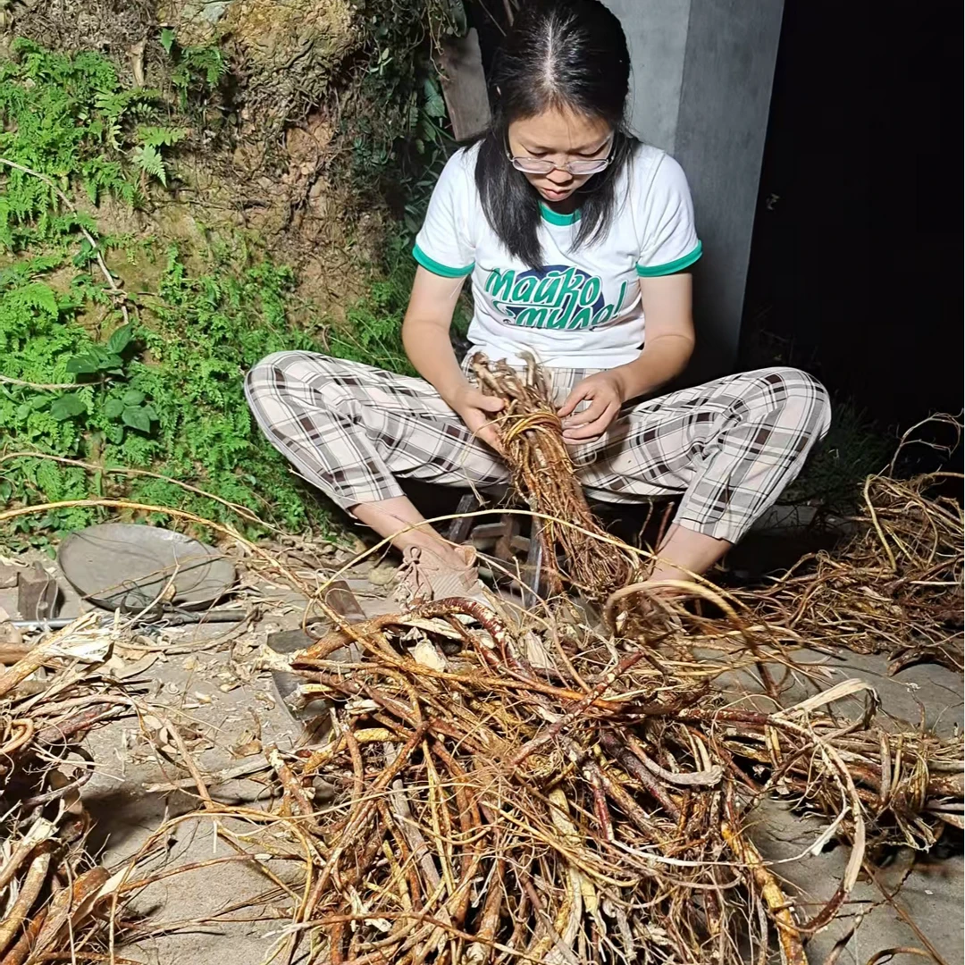 湖南深山野生五指毛桃根煲汤牛奶根椰香味煮茶