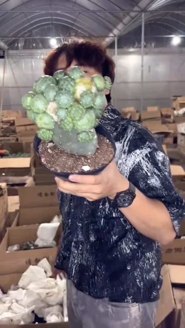 多头 大型 足球【嫁接】