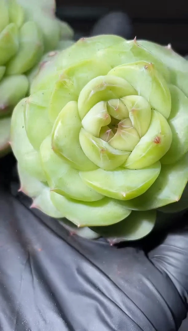 26-62绿透没名字3-4厘米量拍发一颗