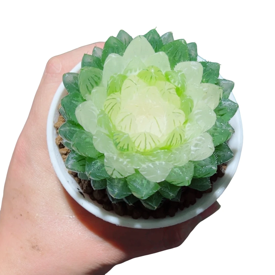 大宝莲灯【满18包邮】