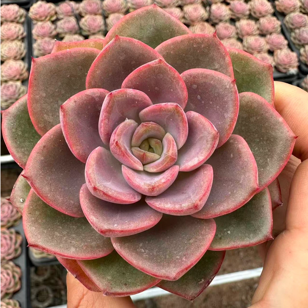 7#幻思铃多肉植物  前男友精品多肉