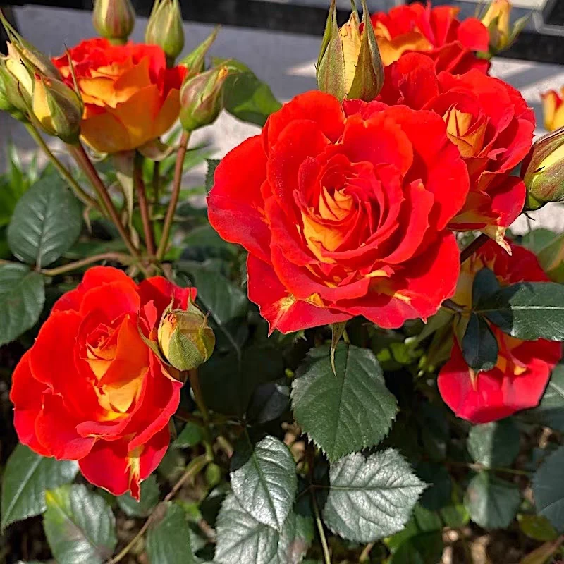【A级】双鱼座月季花苗带花苞开花植物花卉盆栽绿植玫瑰月季中苗