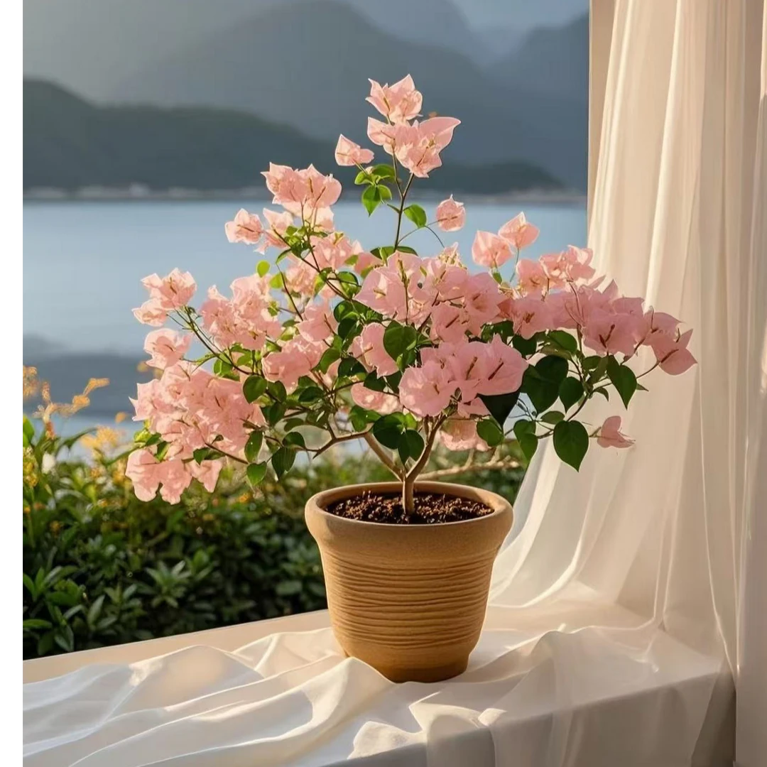 「漳红樱」勤花三角梅一物一拍垂丝飘枝爬藤花卉四季开花耐热耐寒