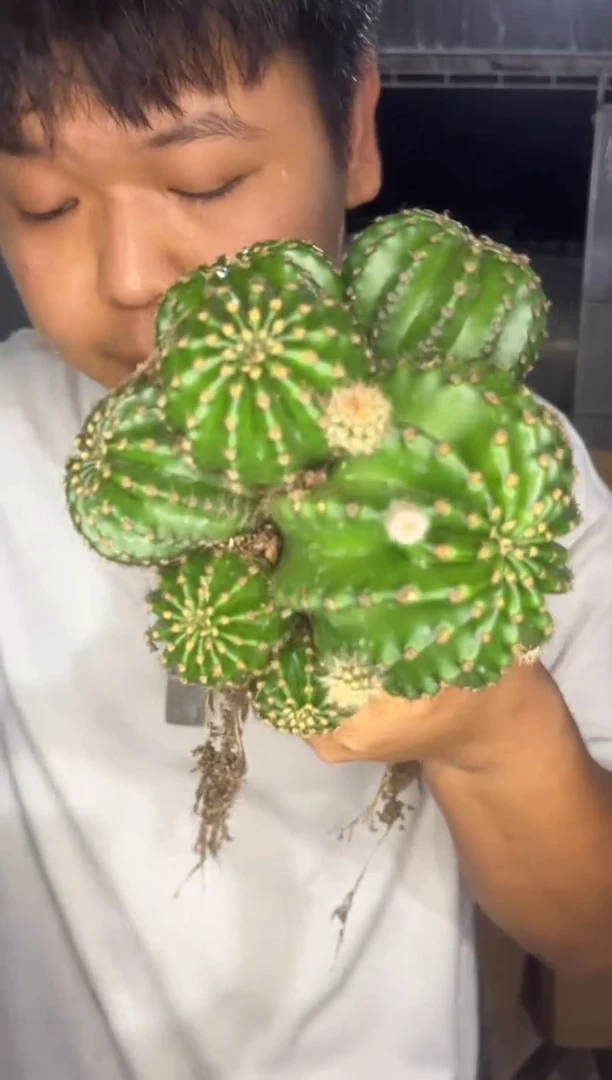 大号 浓桃筋【带根】