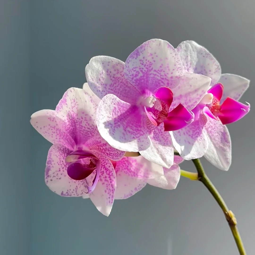 【王大拿】《鹿特丹》精品蝴蝶兰带花苞鲜花发货高档新手好养