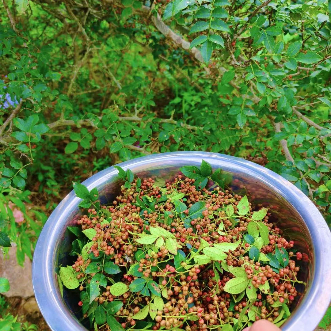 鲜花椒野山坡野生鲜花椒新鲜发货京东大红袍