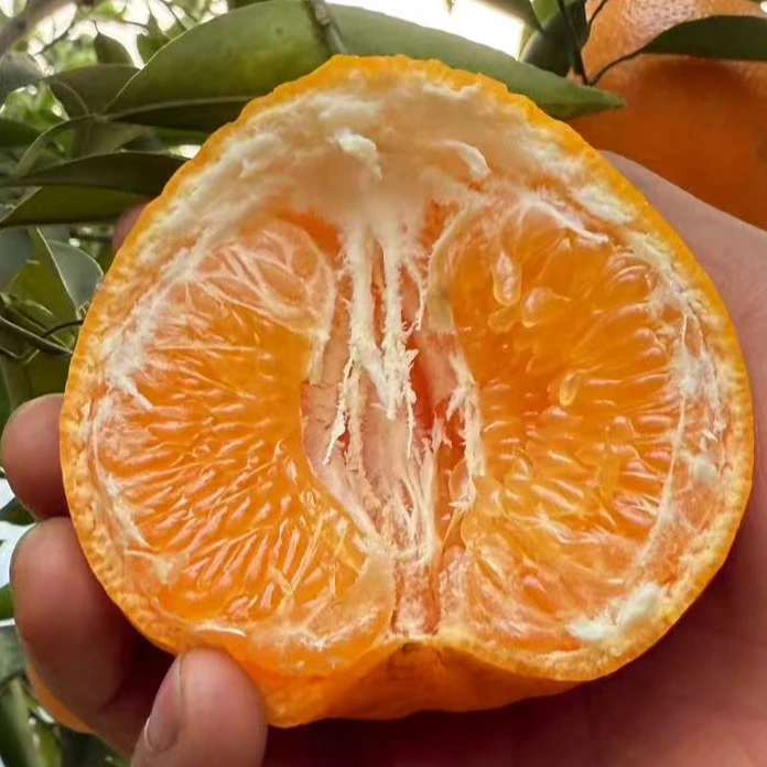 四川正宗春见耙耙柑