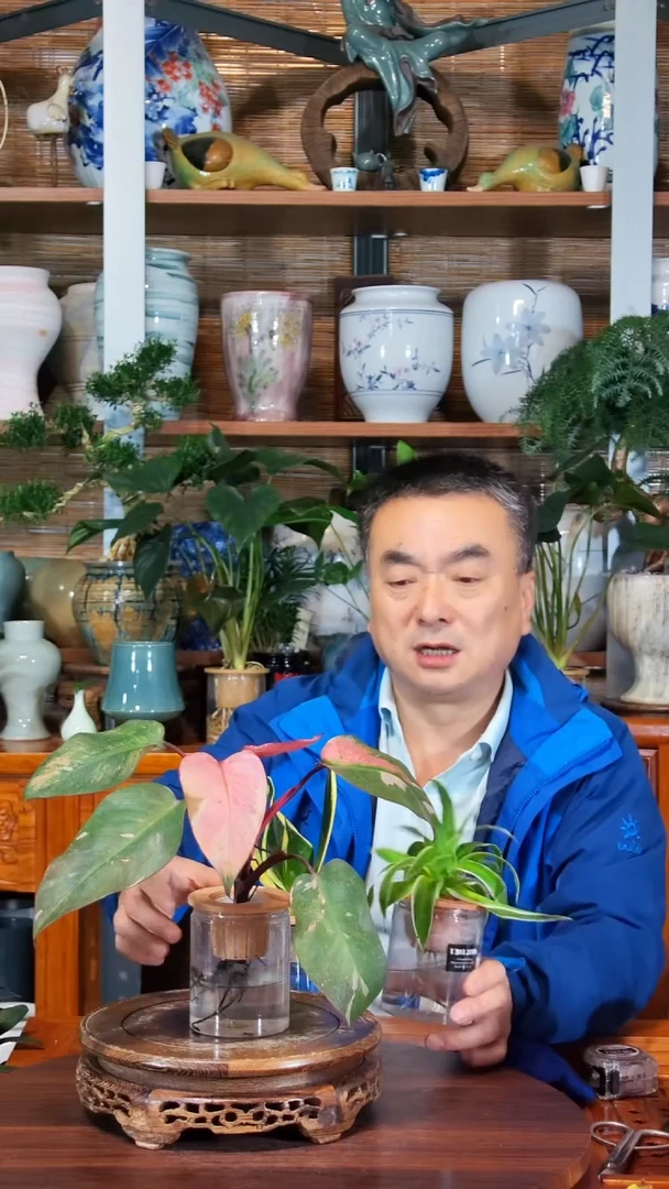 无花朵朱*力水之韵水培
