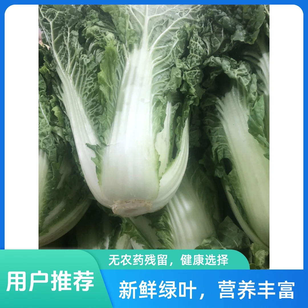 【顺丰包邮】麻叶白菜贵州真正大山种植植蔬菜平坝区产地直发农家菜