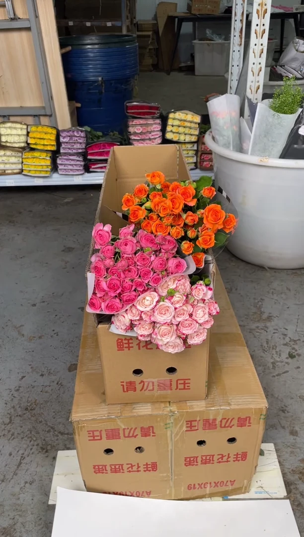 折射5枝+苏菲5枝+橙色芭比5枝
