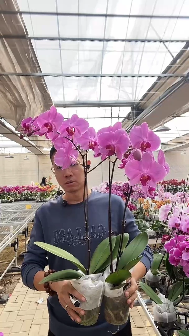 完全开放微瑕粉色欧品花2棵