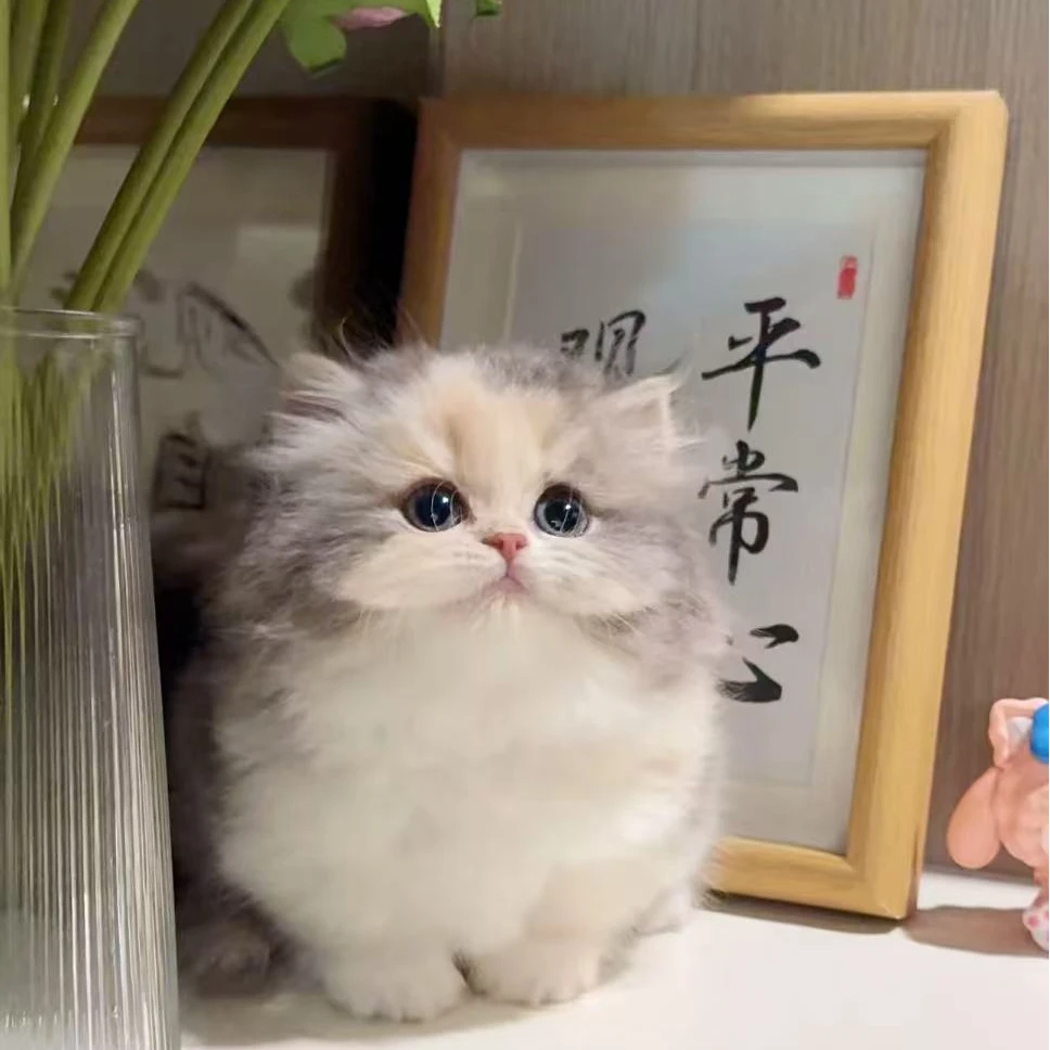 （家有萌宠）全品种宠物活体猫咪包含拿破仑曼基康金渐层布偶缅因等