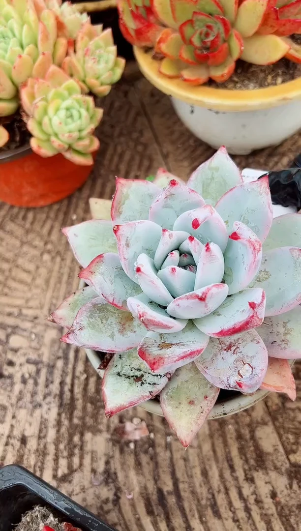 瓜*帽多肉植物一物一拍30035