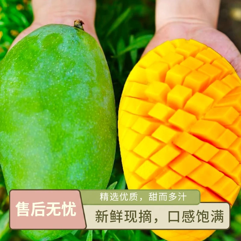 6斤·广西正宗【大青芒果】