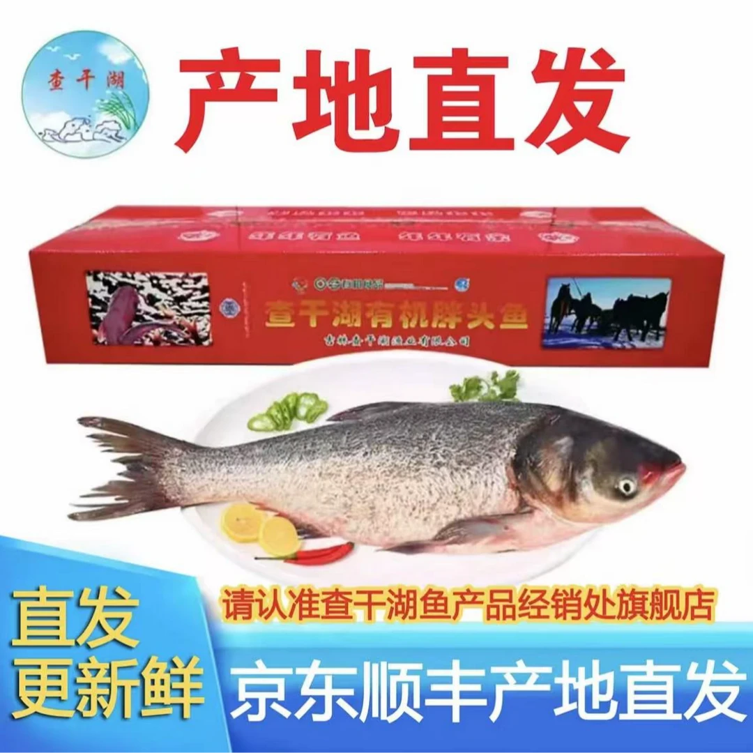 查干湖冬捕有机胖头鱼 查干湖鱼礼盒春节年夜饭大礼包
