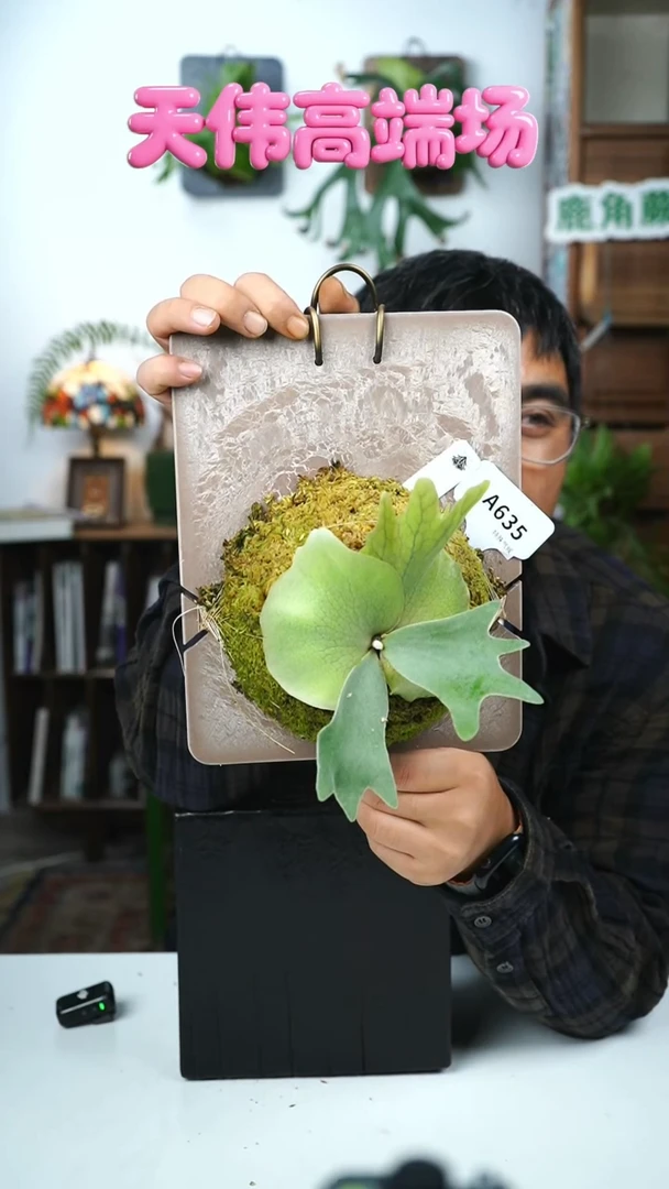 不开花植物A635-soho sporeling