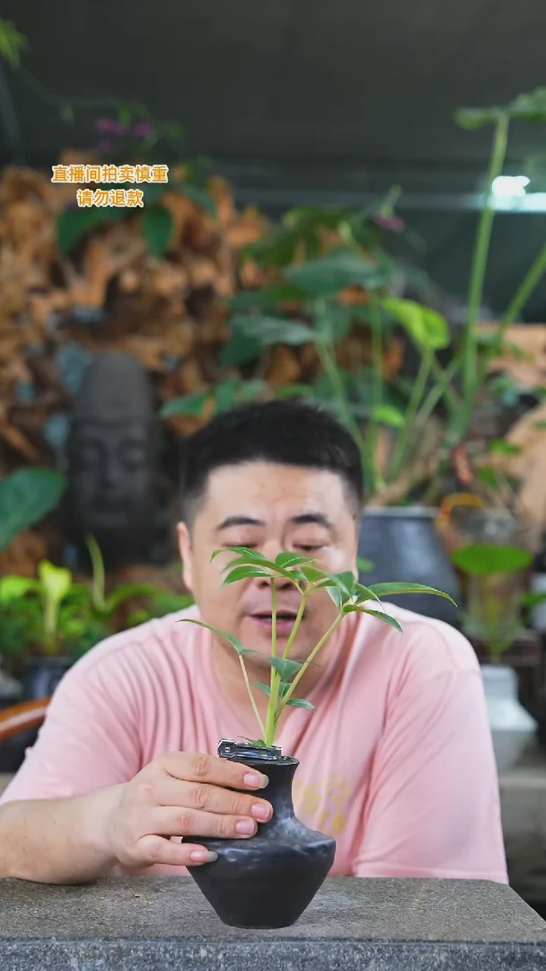 当前无花栽培后可以开花256保罗T