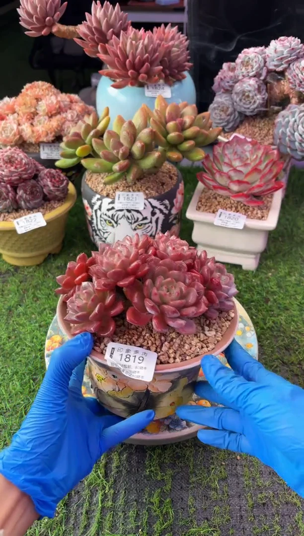 昆明印象多肉1819