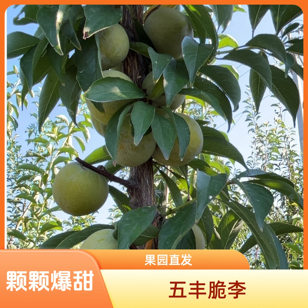 甜脆李汉阴五一村脆李麦黄甜脆脱骨脆李果园新鲜采摘现摘现发