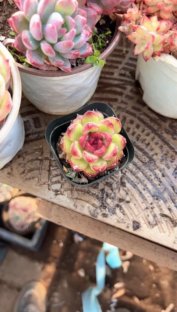 昂**锦阿迷洲多肉29337