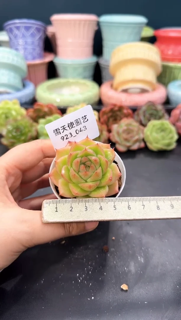 923-043青山（冠幅5cm）