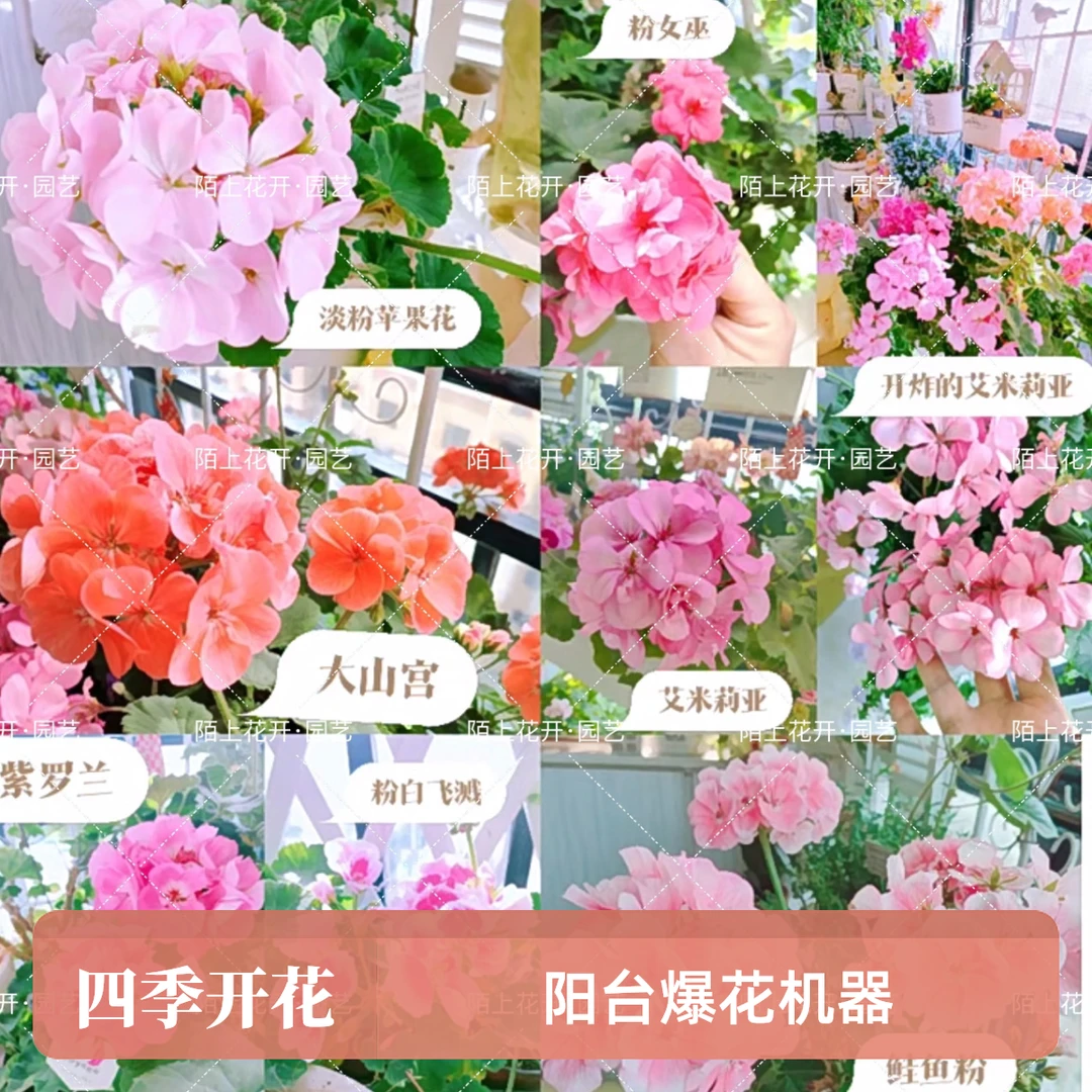 天竺葵（15厘米盆）大苗大花球四季开花基地直发（清货不售后）