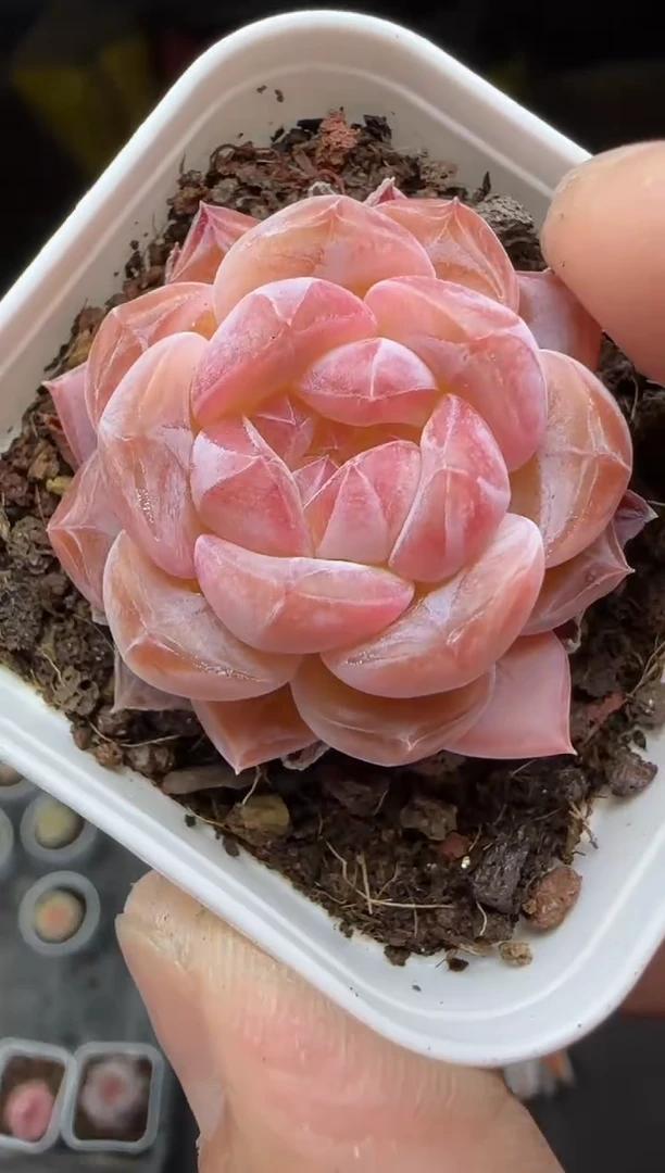 【闪购商品】一物一拍0217—39