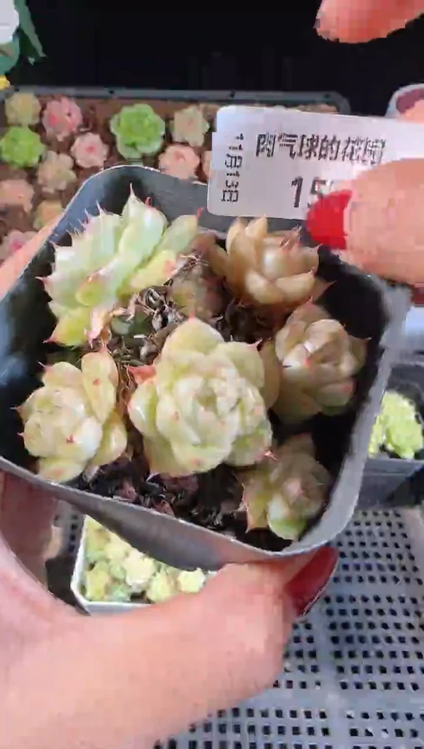 1113-152群生不包整