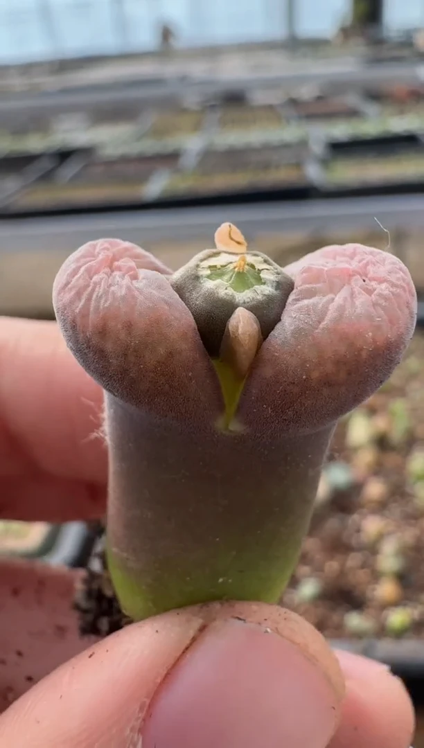 【闪购商品】7-371